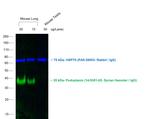 Syrian Hamster IgG (H+L) Secondary Antibody in Western Blot (WB)