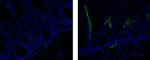Mouse anti-Rat IgG1 Secondary Antibody, FITC, eBioscience™