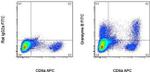 Granzyme B Monoclonal Antibody (NGZB), FITC, eBioscience™