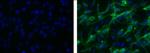 Vimentin Monoclonal Antibody (V9), FITC, eBioscience™