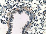 SPATA2 Antibody in Immunohistochemistry (Paraffin) (IHC (P))
