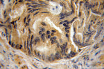 SPATA2 Antibody in Immunohistochemistry (Paraffin) (IHC (P))