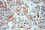 MIPEP Antibody in Immunohistochemistry (Paraffin) (IHC (P))