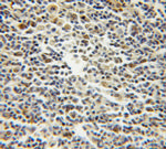 TCOF1 Antibody in Immunohistochemistry (Paraffin) (IHC (P))