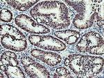 TCOF1 Antibody in Immunohistochemistry (Paraffin) (IHC (P))