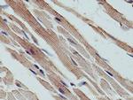 LDB3 Antibody in Immunohistochemistry (Paraffin) (IHC (P))