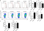IFN gamma Antibody in Flow Cytometry (Flow)