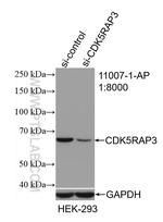 CDK5RAP3 Antibody in Western Blot (WB)