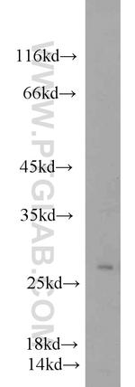 EIF4H Antibody in Western Blot (WB)