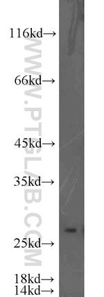 EIF4H Antibody in Western Blot (WB)