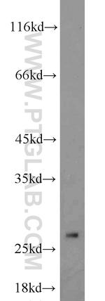 EIF4H Antibody in Western Blot (WB)