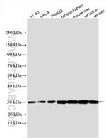 AK2 Antibody in Western Blot (WB)