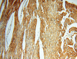 AK2 Antibody in Immunohistochemistry (Paraffin) (IHC (P))