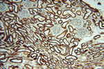 AK2 Antibody in Immunohistochemistry (Paraffin) (IHC (P))