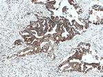AK2 Antibody in Immunohistochemistry (Paraffin) (IHC (P))
