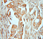 Dystroglycan Antibody in Immunohistochemistry (Paraffin) (IHC (P))