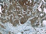 SGTA Antibody in Immunohistochemistry (Paraffin) (IHC (P))
