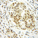 DRAP1 Antibody in Immunohistochemistry (Paraffin) (IHC (P))