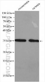 DRAP1 Antibody in Western Blot (WB)