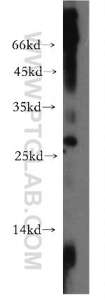 DRAP1 Antibody in Western Blot (WB)