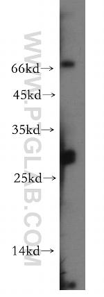 DRAP1 Antibody in Western Blot (WB)