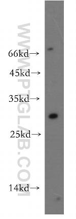 DRAP1 Antibody in Western Blot (WB)