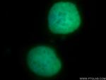 DHX16 Antibody in Immunocytochemistry (ICC/IF)