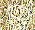DHX16 Antibody in Immunohistochemistry (Paraffin) (IHC (P))