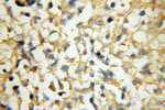 RAB33A Antibody in Immunohistochemistry (Paraffin) (IHC (P))