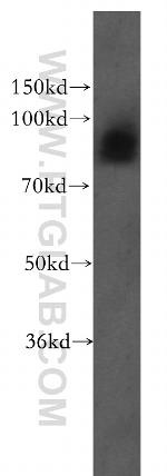 PLOD3 Antibody in Western Blot (WB)