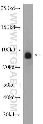 PLOD3 Antibody in Western Blot (WB)