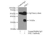 FHL3 Antibody in Immunoprecipitation (IP)
