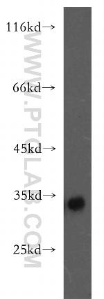 FHL3 Antibody in Western Blot (WB)