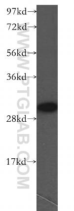 FHL3 Antibody in Western Blot (WB)