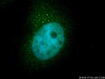 PSMB4 Antibody in Immunocytochemistry (ICC/IF)
