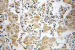 PSMB4 Antibody in Immunohistochemistry (Paraffin) (IHC (P))