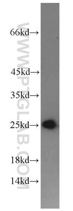 PSMB4 Antibody in Western Blot (WB)