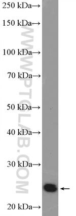 PSMB4 Antibody in Western Blot (WB)