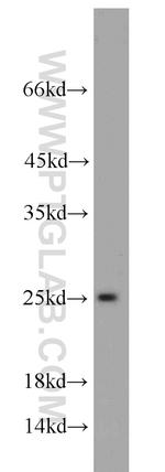 PSMB4 Antibody in Western Blot (WB)