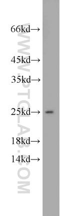 PSMB4 Antibody in Western Blot (WB)