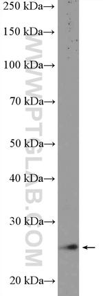 PSMB4 Antibody in Western Blot (WB)