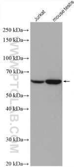 FEM1B Antibody in Western Blot (WB)