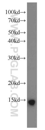 PFDN1 Antibody in Western Blot (WB)