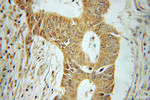 EIF2B2 Antibody in Immunohistochemistry (Paraffin) (IHC (P))
