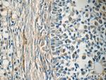EIF2B2 Antibody in Immunohistochemistry (Paraffin) (IHC (P))