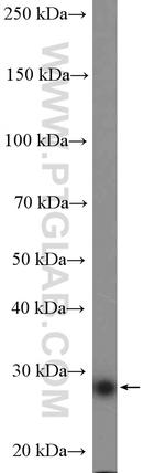 Syntaxin 10 Antibody in Western Blot (WB)