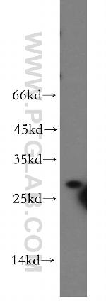 Syntaxin 10 Antibody in Western Blot (WB)