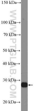 Syntaxin 10 Antibody in Western Blot (WB)