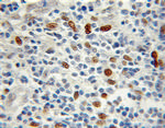 Transketolase Antibody in Immunohistochemistry (Paraffin) (IHC (P))