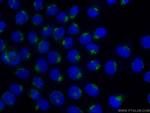 B4GALT3 Antibody in Immunocytochemistry (ICC/IF)
